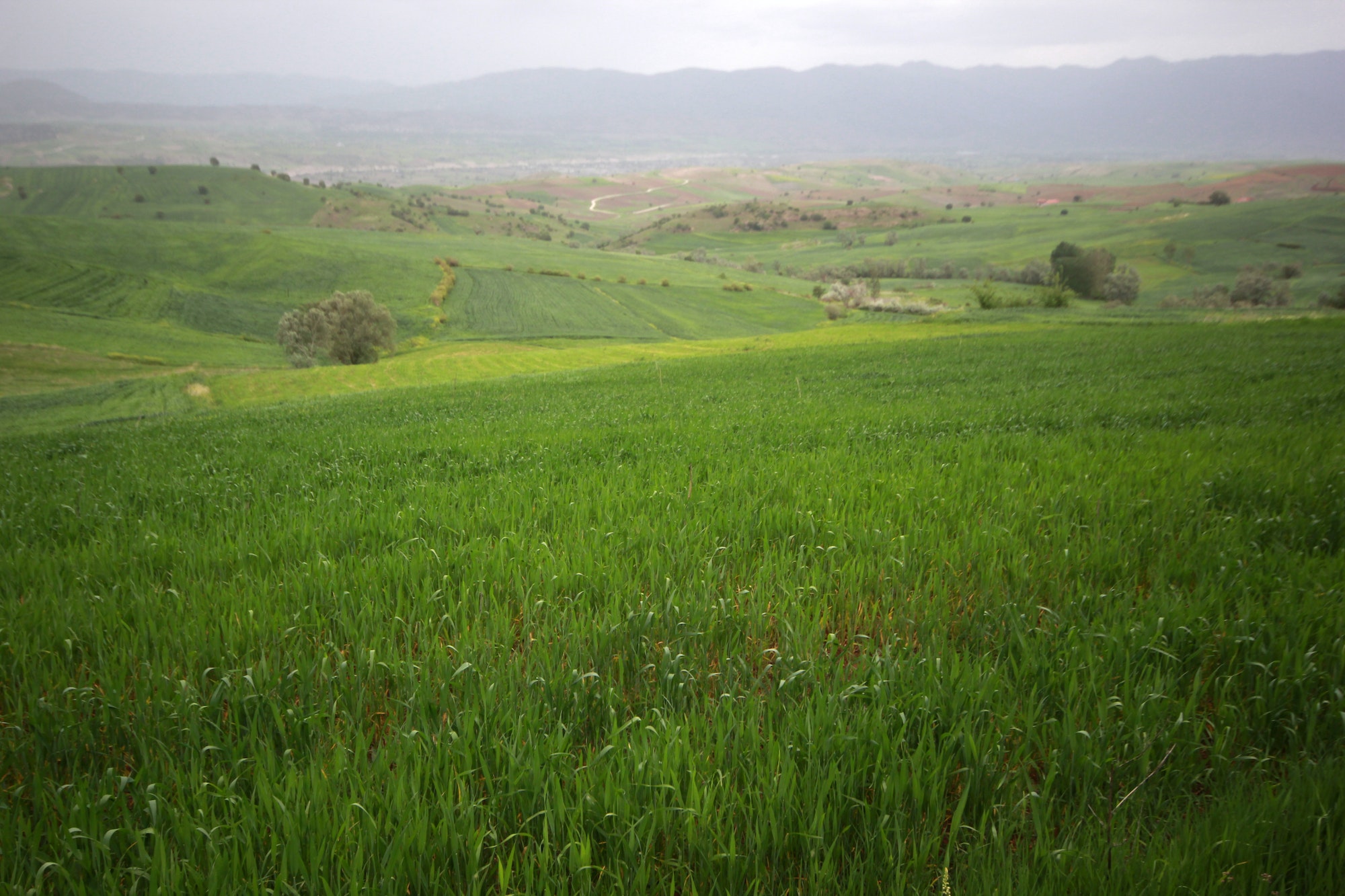 The corn in the field