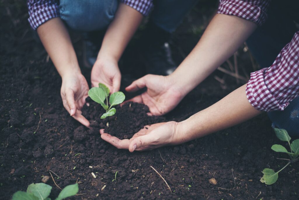 Farmer planting tree In the garden