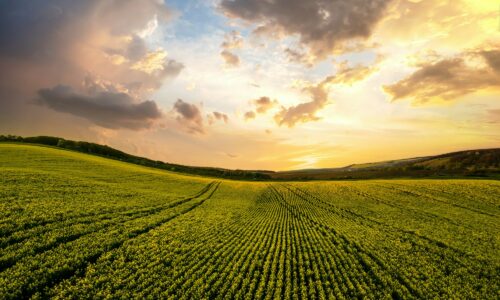 Aerial view of bright green agricultural farm field with growing rapeseed plants at sunset