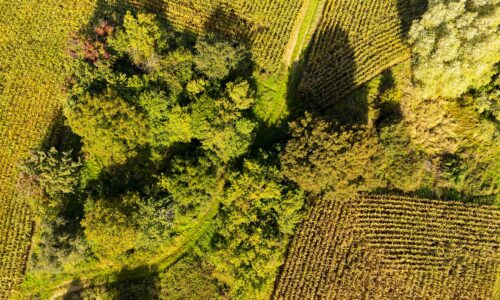 Top view of fields and tree