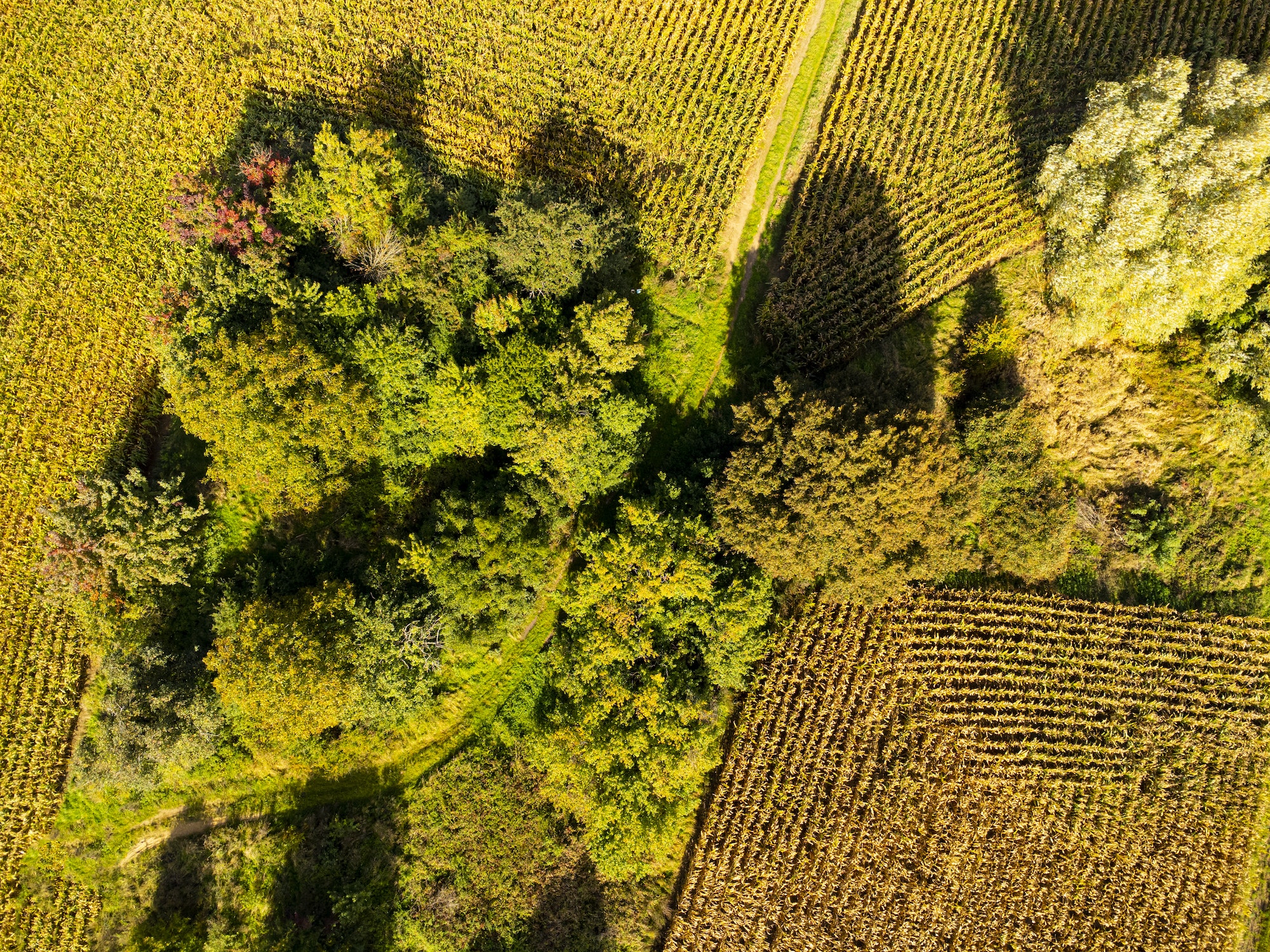 Top view of fields and tree