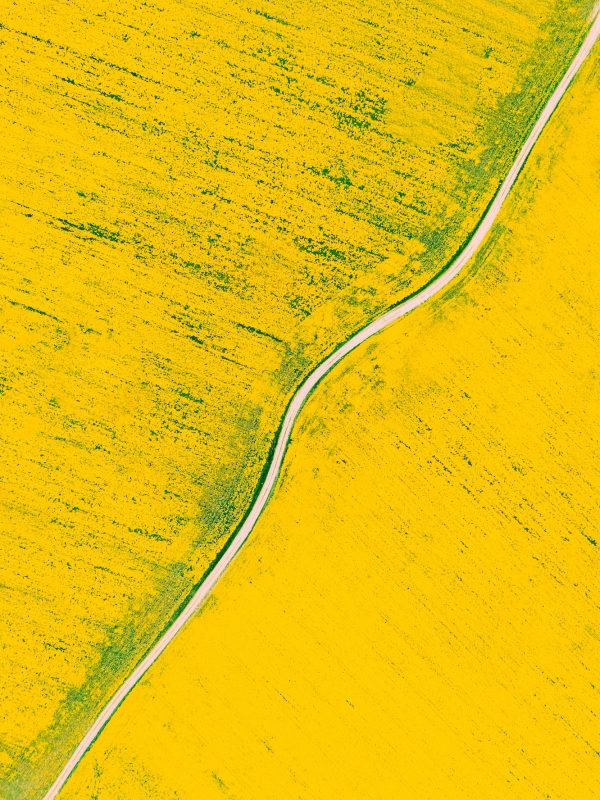 Aerial View Of Agricultural Landscape With Flowering Blooming Rapeseed, Oilseed In Field Meadow In