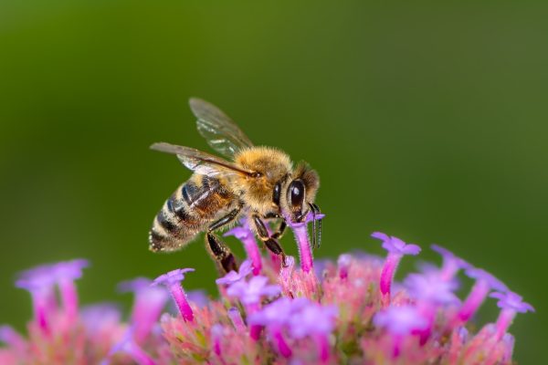 Bee pollinating on a flower blossom