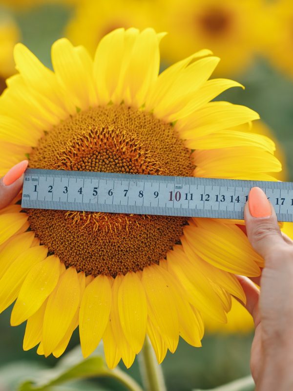 Hands with ruler checking size of flower at sunflower field. Harvesting and farming.