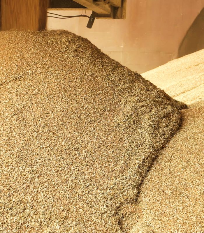 Heap grain wheat in a warehouse.