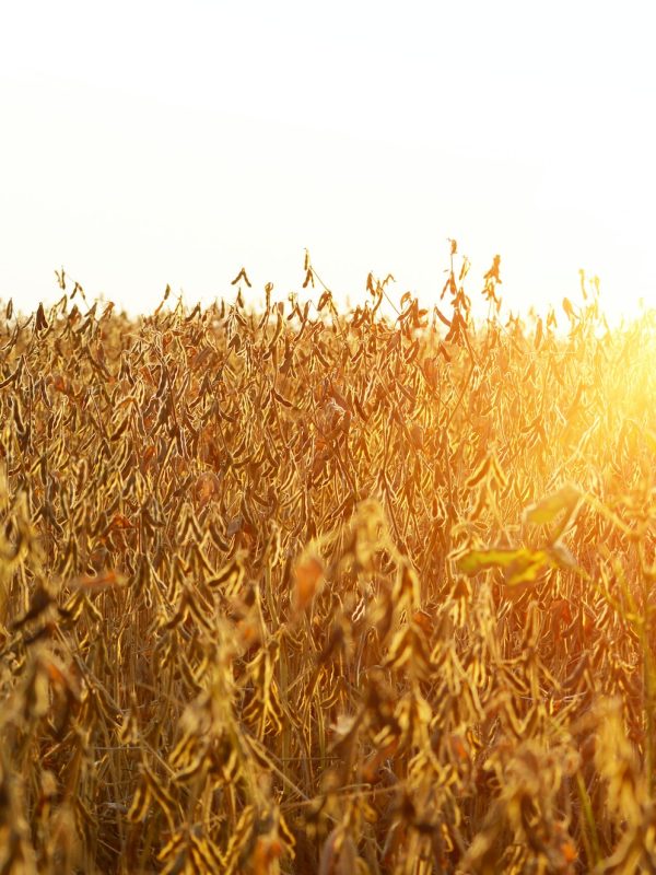 Soy field view against sunlight summer time