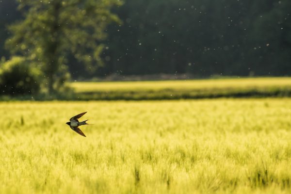 Swallow over a wheat field